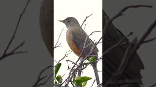 ♥️ Rufous bellied thrush ♥️ [upl. by Dina]