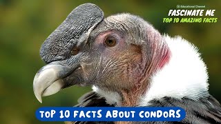 Top 10 most interesting and fascinating facts about CONDORS [upl. by Carline119]