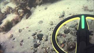 Underwater metal detecting Norway 1 Gold ring [upl. by Knick]