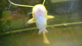 albino meerval in aquarium albino welscatfishsilurus glanis [upl. by Corri322]