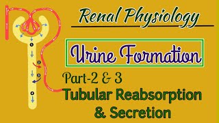 Urine Formation Physiology Part2amp3  Tubular Reabsorption And Secretion [upl. by Derf]