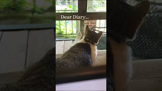 Dear Diary The grass is not greener cat shorts 2024 funnyanimals life [upl. by Anissej948]