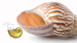 The Mathematics of Sea Shells [upl. by Ardnekan499]