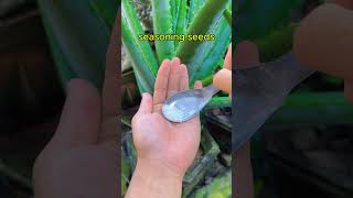 Golden advice from experts when caring for aloe vera plants shorts aloevera [upl. by Aneehsram736]