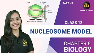 Nucleosome Model  Class 12 CBSE Biology  Pankh Academy Part 3 [upl. by Bernat785]