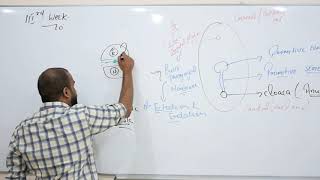 EMBRYOLOGY MADE SIMPLE PART 4WEEK 3NUERULATION AND GASTRULATION [upl. by Seagraves389]