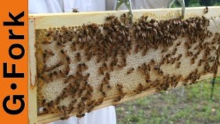 How to Assemble BeeHive Frames  Beekeeping 101  GardenFork [upl. by Yankee]