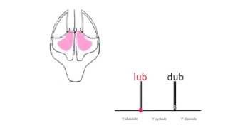 Normal heart sounds [upl. by Einahteb]