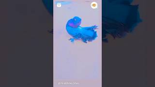 Indian fental pigeon ❤️viral pigeon pigeonpigeon trending trendingshorts kabootar [upl. by Derna190]