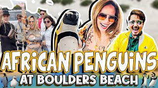 AFRICAN PENGUINS AT BOULDERS BEACH CAPE TOWN SOUTH AFRICA l WILBERT TOLENTINO X MADAM INUTZ [upl. by Yelnet]