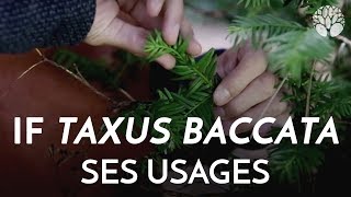 If Taxus baccata ses usages [upl. by Yeleek]