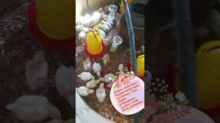 Azolla Seeds in Kenya azollafarming subscribe success agriculture animals chicken [upl. by Lalitta]