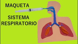 Como Hacer Maqueta de Sistema Respiratorio [upl. by Morrissey]