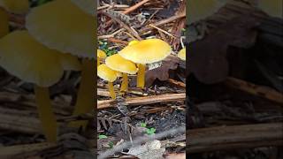 Mushroom Foraging uk foraging mushrooms forager [upl. by Filmer]