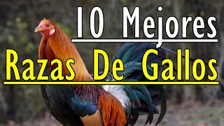 10 mejores razas de gallos [upl. by Dilisio]