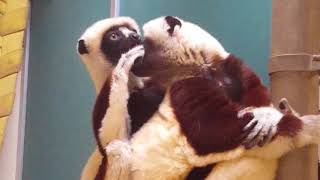 Coquerels sifaka grooming [upl. by Aerol479]