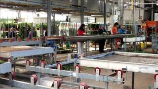 Vireõ  Hedera Plant company movie English subtitles [upl. by Ennairol]