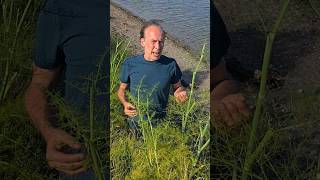 Fennel foeniculum vulgare herbs foraging ediblegarden estuary adventure gardening outdoors [upl. by Calista]