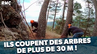 Mission périlleuse des bûcherons pour abattre plus de 20 arbres [upl. by Dieter165]