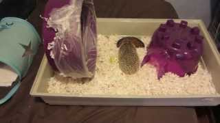 Hedgehog Care Tips Keeping a Clean Wheel [upl. by Airelav]