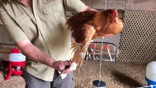 How to clip a chickens wing [upl. by Carver]