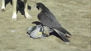 Perigrine Falcon Destroys Pigeon [upl. by Aicak]