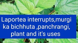 Laportea interrupts Murgi ke bichhua panchrangi etc plant and uses [upl. by Aikyn]