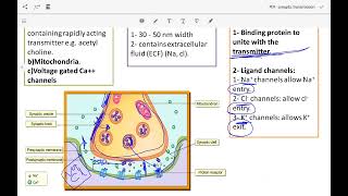 synaptic transmission 3rd y [upl. by Eissert]