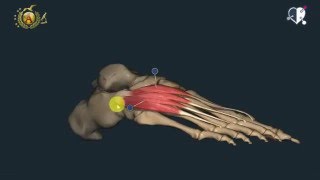 Apparato locomotore 46 Muscoli del piede [upl. by Gnaoh900]