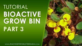 Bioactive Grow Bin Tutorial  Part 3 [upl. by Asim]