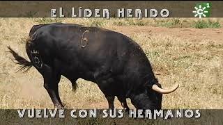 Toro líder herido de Torrehandilla regresa con la manada 22  Toros desde Andalucía [upl. by Demakis]