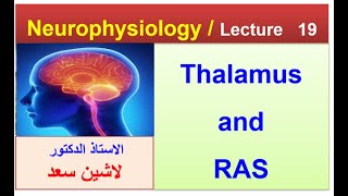 Thalamus  Reticular activating system Lashin دلاشين [upl. by Herrod468]