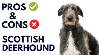 Scottish Deerhound Pros and Cons  Scottish Deerhound Advantages and Disadvantages [upl. by Nylrak]