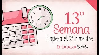 SEMANA 13 de Embarazo  3º Mes  Semana a semana [upl. by Fachan]