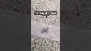 Another fly tape [upl. by Ecela]