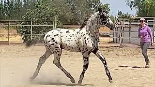 CINCO DE MAYO GWF Outstanding 2024 black leopard Appaloosa X Oldenburg colt by London Fog GWF [upl. by Yevol]