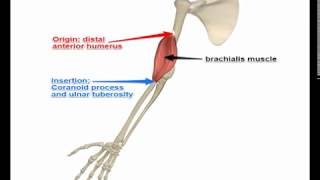 Two Minutes of Anatomy Brachialis Muscle [upl. by Enelegna]