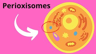 Peroxisomes Structure and Function [upl. by Seuqcaj338]