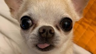 Chihuahua  Cute And Funny Chihuahuas Video Compilation [upl. by Tamsky665]