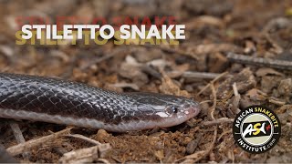 The Deadly Dozen  Stiletto Snake Atractaspis bibronii [upl. by Isador]