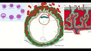 Understanding 2nd Week Blastocyst Development for BMDC 1st Prof Exam [upl. by Feinstein]