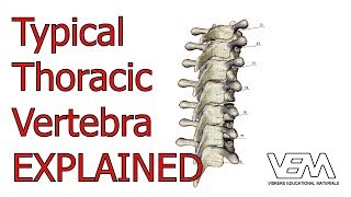 Typical Thoracic Vertebrae [upl. by Amund]