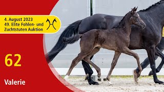 49th Verden Elite Foal OnLiveAuction Aug 4th No 62 Valerie by Von Und Zu  Fürstenball [upl. by Ellehc48]