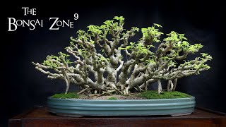 My Banyan Style Schefflera Progression The Bonsai Zone Jan 2022 [upl. by Airan45]