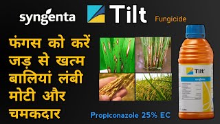 Syngenta Tilt Fungicide  Propiconazole 25 EC  Rust amp Sheath Blight  फंगस से फसल को कैसे नियंत्रण [upl. by Nwahsem756]