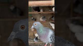 Ye konse pet ke baby hai  kabootar cat pet minivlog pigeon dog birds petsvlog shorts [upl. by Winther]