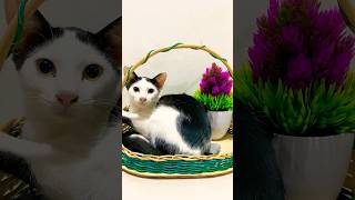 funny cat cat catlover cute catvideos [upl. by Llekcm]