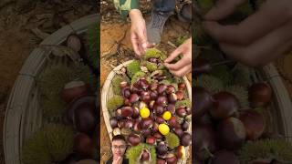 Harvest chestnuts sonasmr [upl. by Eyahc]