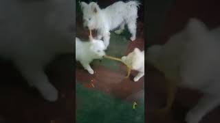 Pengal Kayar illuthal song singapengaldogowner ytviral petowner doglovers trendingshorts [upl. by Craven]