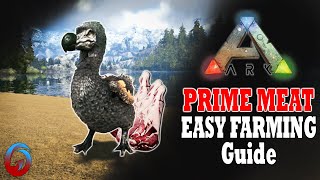 Easy Prime Meat Ark Survival Evolved Guide [upl. by Teeter]